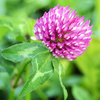 Green Manure Seed - Red Clover