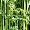 Green Manure Seed - Winter Mix