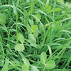 Green Manure Seeds - Biofumigant: Mustard Caliente
