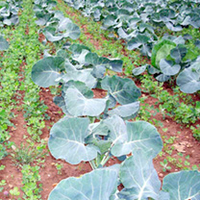 Green Manure Seeds - Intercrop Mix