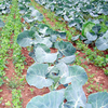 Green Manure Seeds - Intercrop/Undersow Mix