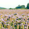 Green Manure Seeds - Phacelia