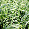 Green Manure Seeds - Ryegrass