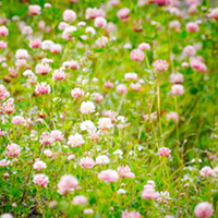 Green Manure Seeds - Summer Quick Fix Mix
