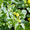 Green Manure Seeds - Trefoil