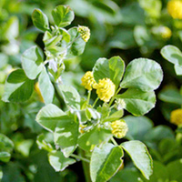 Green Manure Seeds - Trefoil