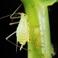 Greenfly Killer - Tube (500)