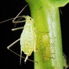 Greenfly killer tube 50