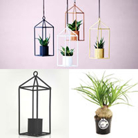 Greenhouse - Black 6cm Pot