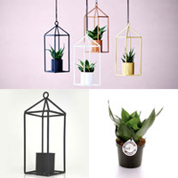 Greenhouse - Black 6cm Pot
