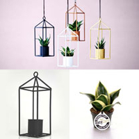Greenhouse - Black 6cm Pot