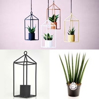Greenhouse - Black 6cm Pot