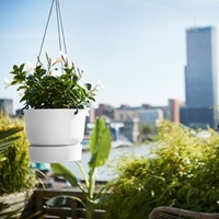 Greenville Hanging Basket - White