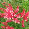 Grevillea Plant - Canberra Gem