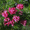 Grevillea Plant - Olympic Flame