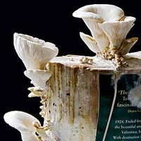 Grey Oyster Mushroom Book Spawn 50g