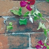 Gripple Plant Support System