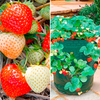 Grow your Own Strawberries Offer