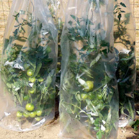 Growth Cover