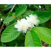 Guava Plant