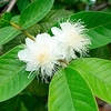 Guava Plant