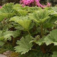 Gunnera Manicata