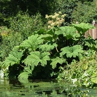 Gunnera manicata Plant
