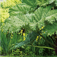 Gunnera Plant - Manicata