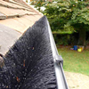 Gutter Hedgehog