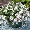 Gypsophila Plant - Pretty Maid