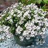 Gypsophila Plants - Pretty Maid