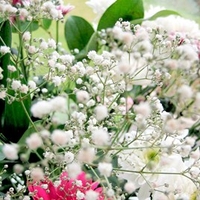 Gypsophila Seeds - Covent Garden Mixed
