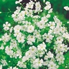 Gypsophila Seeds - Elegans Alba,  Covent Garden Strain