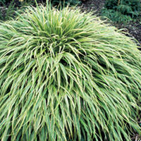 Hakonechloa Plant - Albo Striata