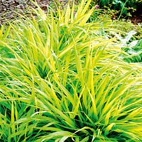 Hakonechloa Plant - All Gold