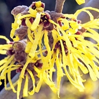 Hamamelis int. 