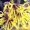 Hamamelis int. 