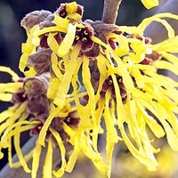 Hamamelis int. 