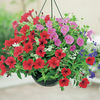Hanging Basket - Basket Favourites Mix