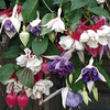 Hanging Basket - Fuchsia Trailing Mix