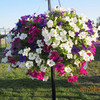 Hanging Basket - Petunia Surfinia Large Flowered Mix