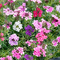 Hanging Basket - Verbena Mix