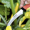 Harvesting and Asparagus Knife