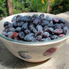 Haskap Berries Plant