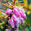 Heather Bells Extra Special Plant
