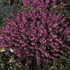 Heather Challenger Plant