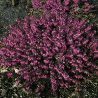 Heather Challenger Plant