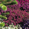 Heather December Red Plant