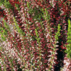 Heather Plant - Calluna vulgaris Garden Girls Athena