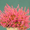 Heather Plant - Calluna vulgaris Garden Girls Bonita